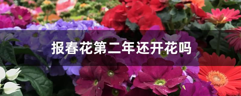 报春花第二年还开花吗