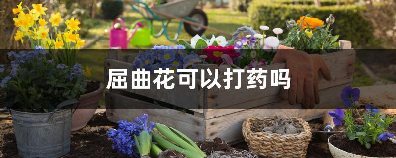 屈曲花可以打药吗