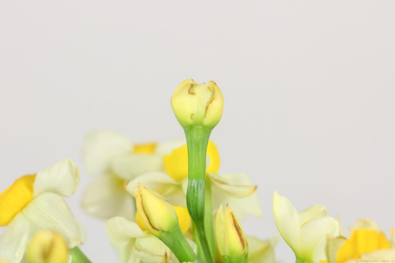 水仙花冬天会开花吗，冬季养护技巧