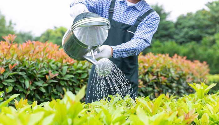 水浇多了植物开始蔫了怎么办