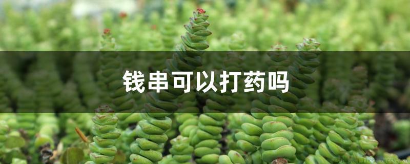 钱串可以打药吗