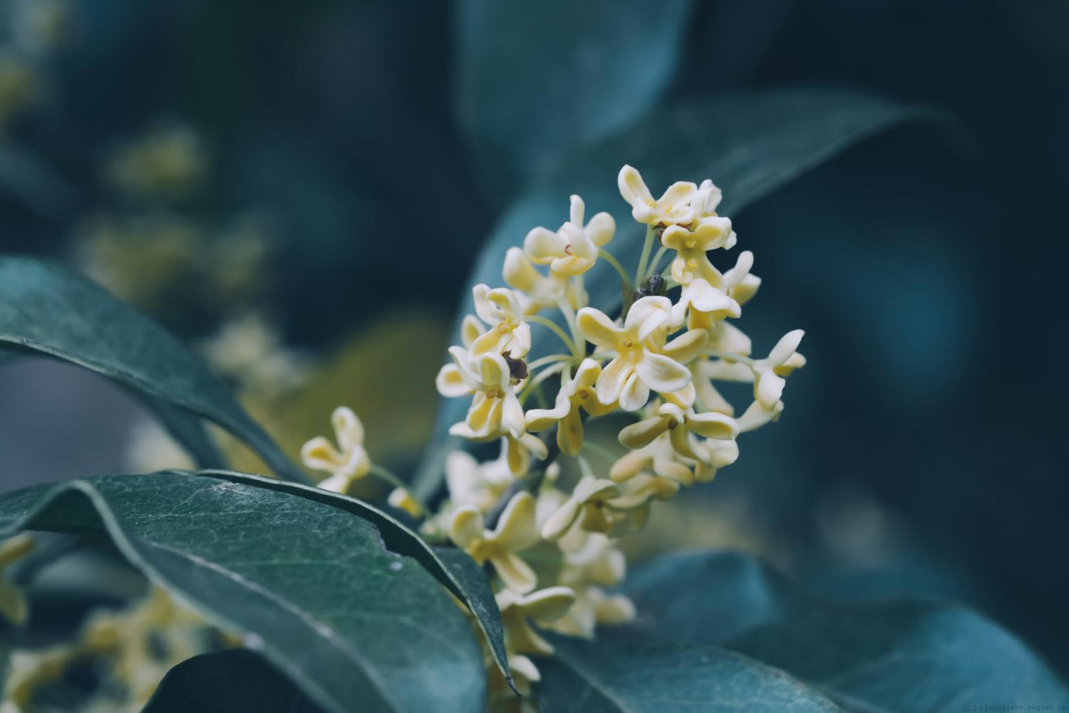 金桂和桂花树一样吗