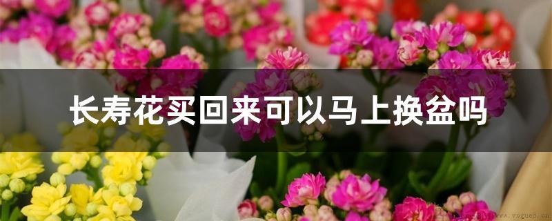 长寿花买回来可以马上换盆吗