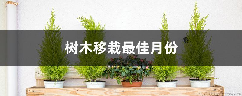 树木移栽最佳月份