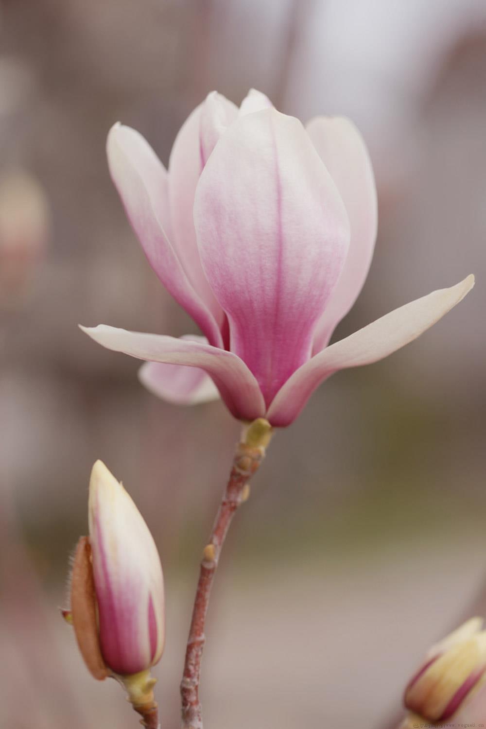 玉兰花语和象征意义，玉兰花的传说