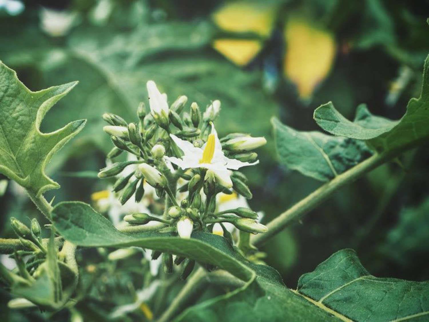 茄子的花语 茄子花期管理技术