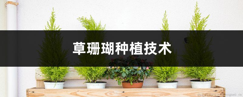 草珊瑚种植技术，盆景怎样养