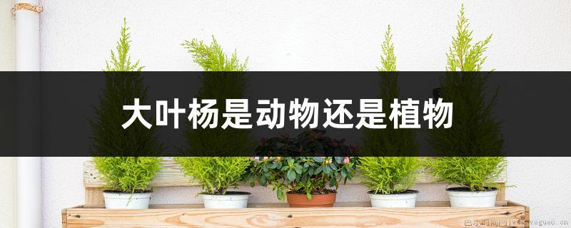 大叶杨是动物还是植物，生长习性