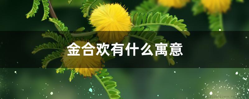 金合欢有什么寓意