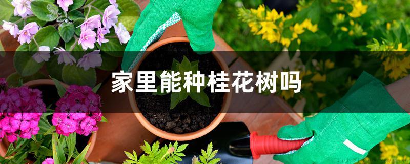 家里能种桂花树吗