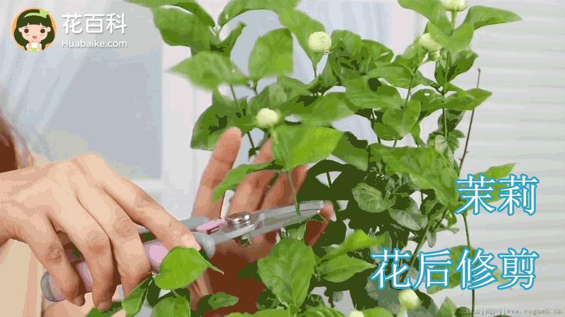 春天的茉莉怎么养