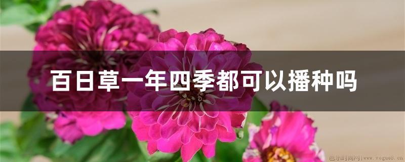 百日草一年四季都可以播种吗