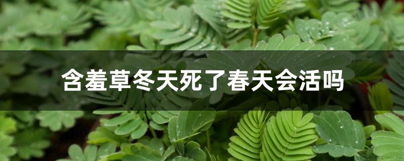 含羞草冬天死了春天会活吗