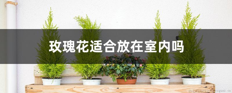 玫瑰花适合放在室内吗