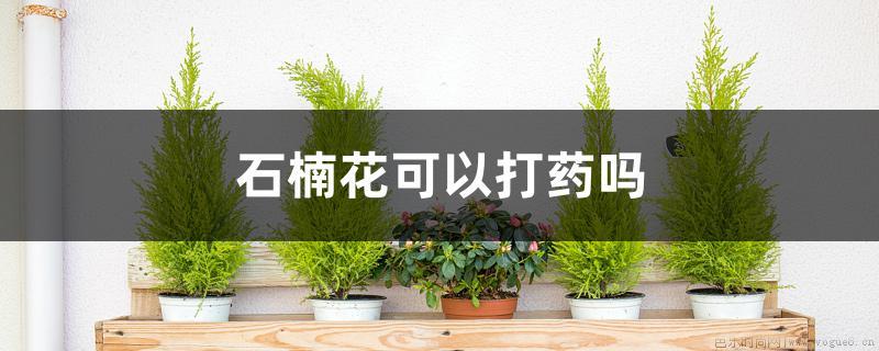 石楠花可以打药吗