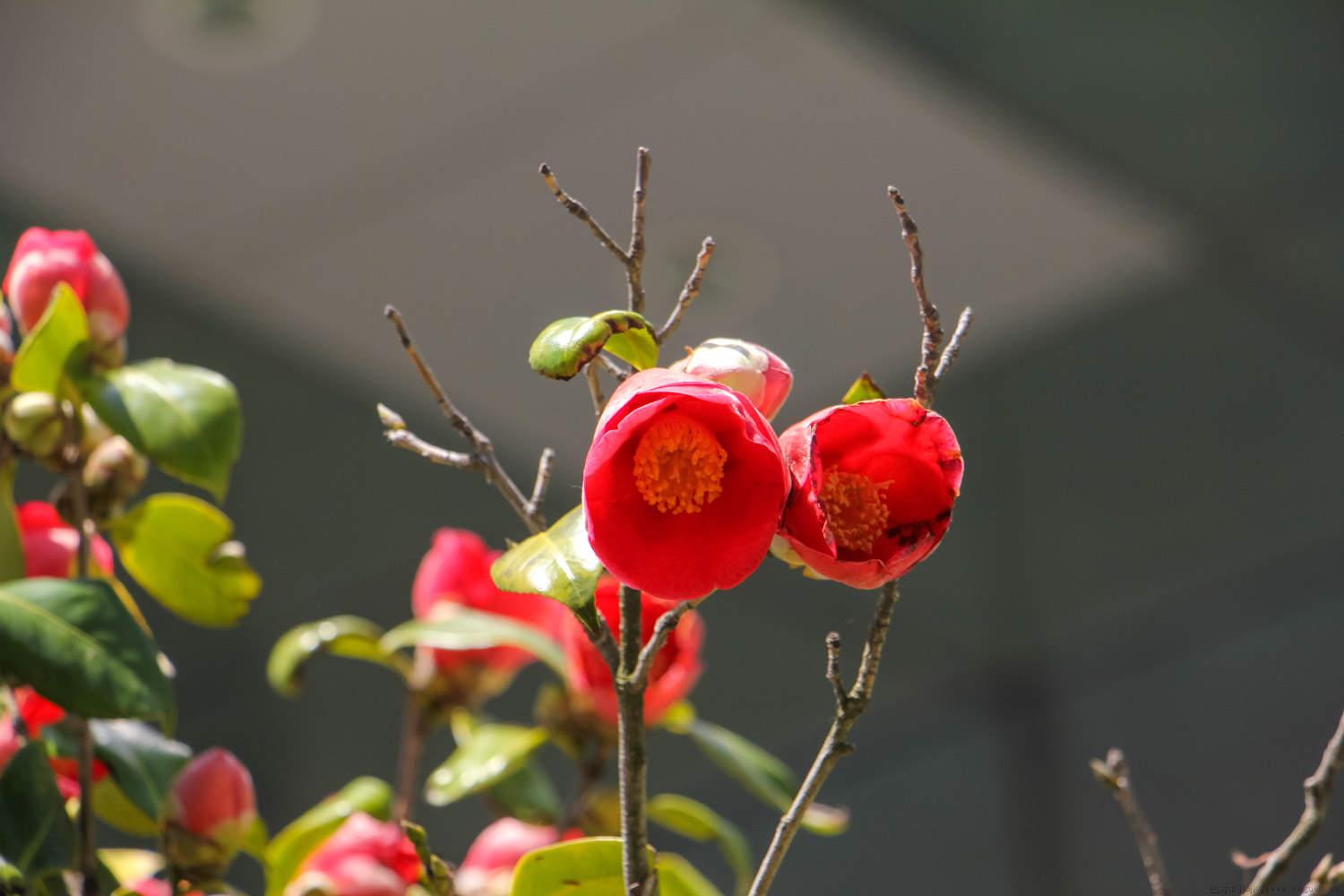 茶花换盆时间和方法