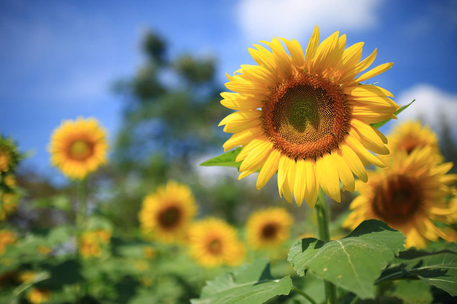 向日葵在哪个季节开花