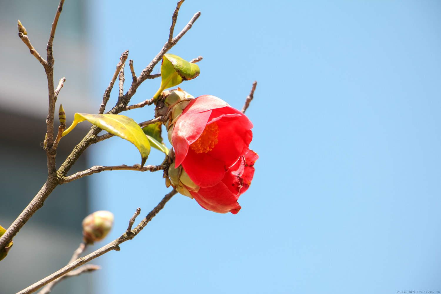 茶花枯叶怎么办，叶子太茂盛了怎么办