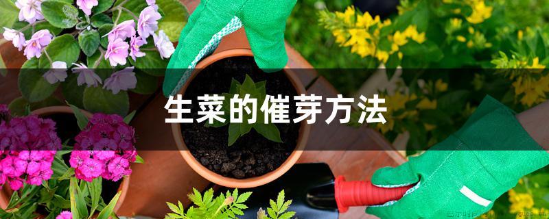 生菜的催芽方法