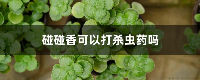 碰碰香可以打杀虫药吗