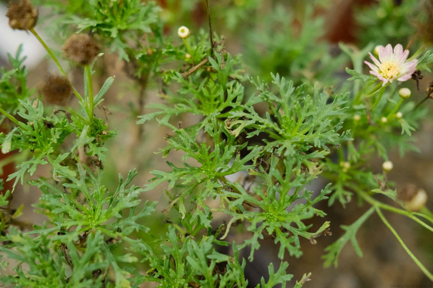 菊花种子的种植方法和时间