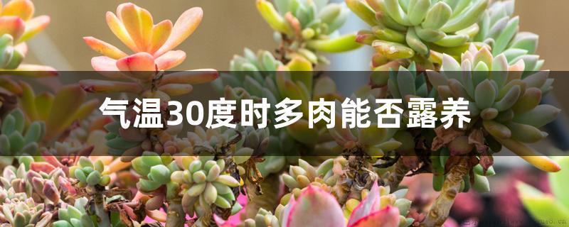 气温30度时多肉能否露养