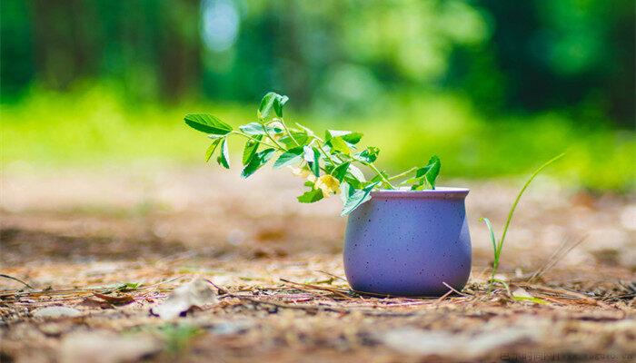 淘米水怎么发酵成花肥