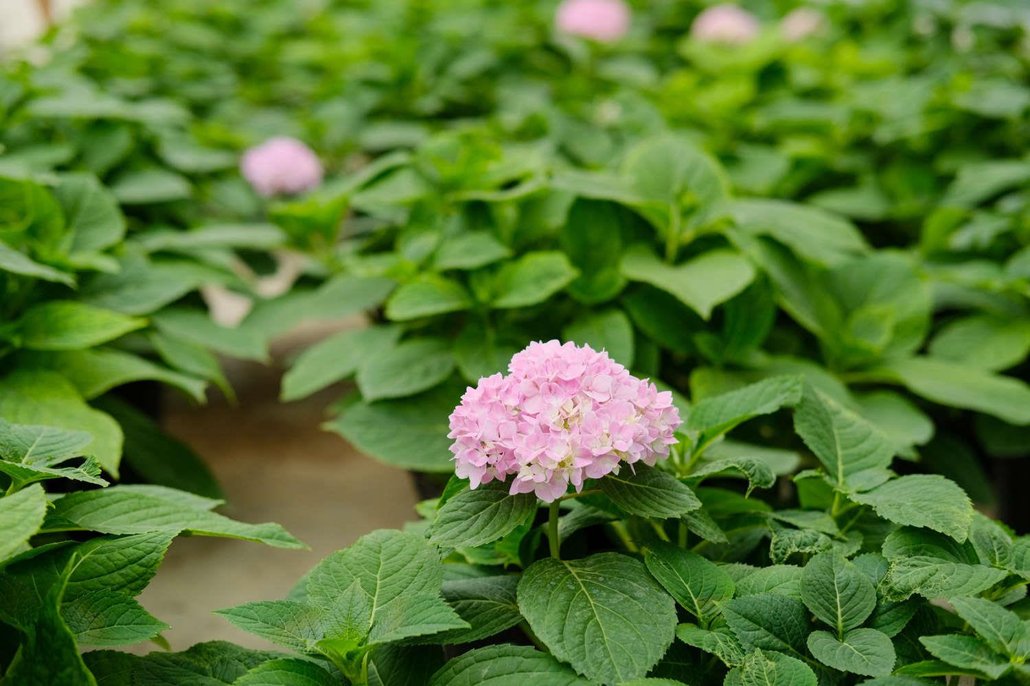 绣球花冬天能在外面过冬吗，冬天怎么养