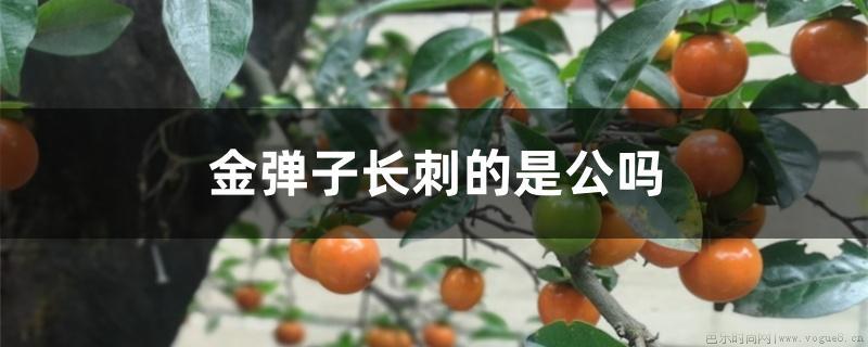 金弹子长刺的是公吗