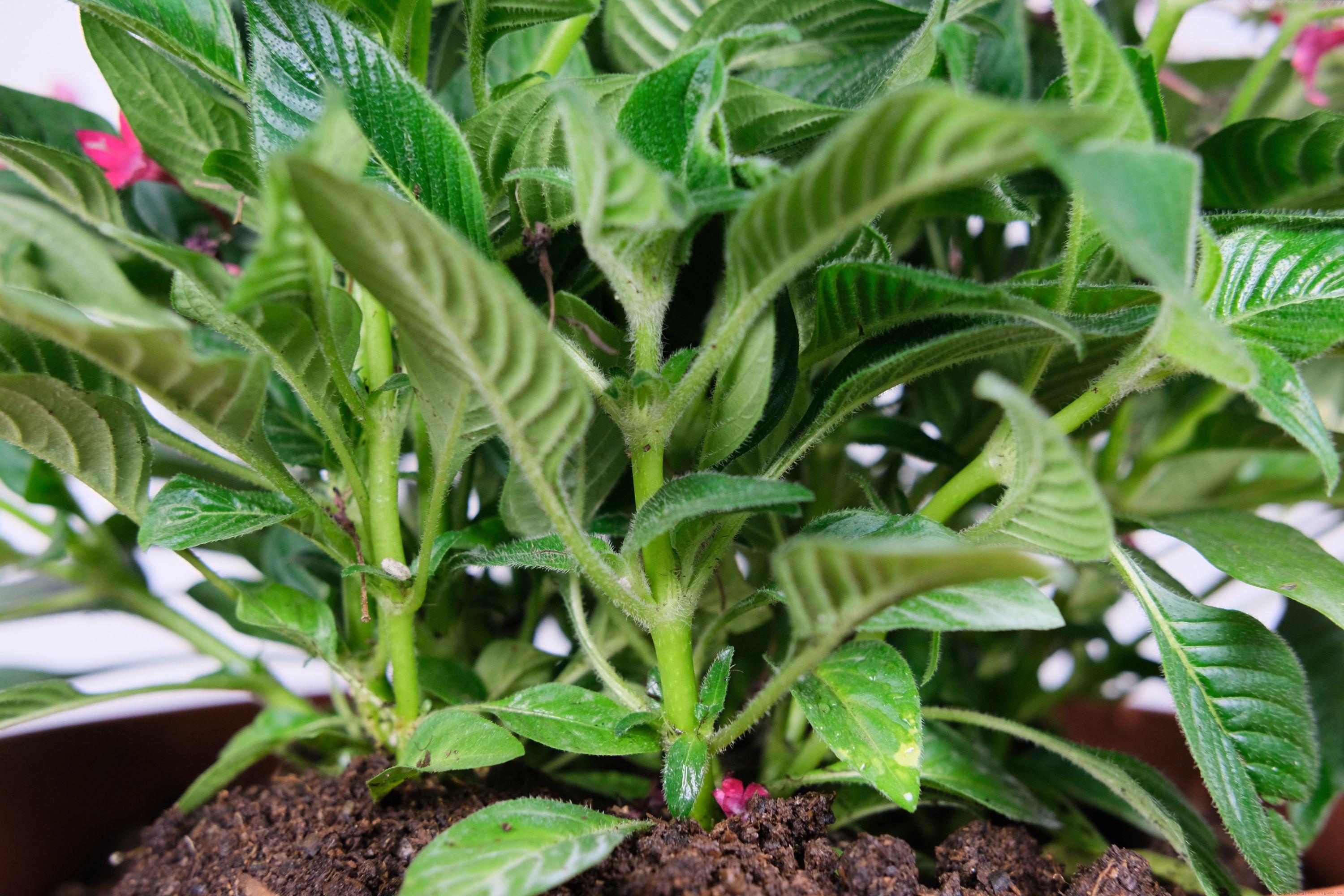 繁星花的养殖方法