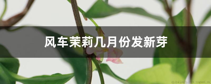 风车茉莉几月份发新芽