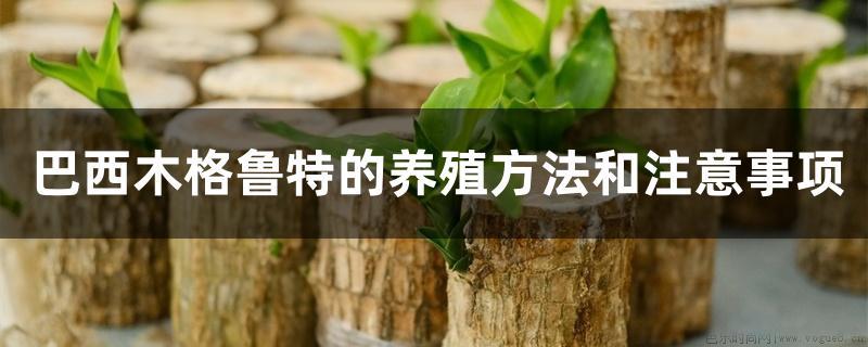 巴西木格鲁特的养殖方法和注意事项