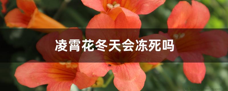 凌霄花冬天会冻死吗