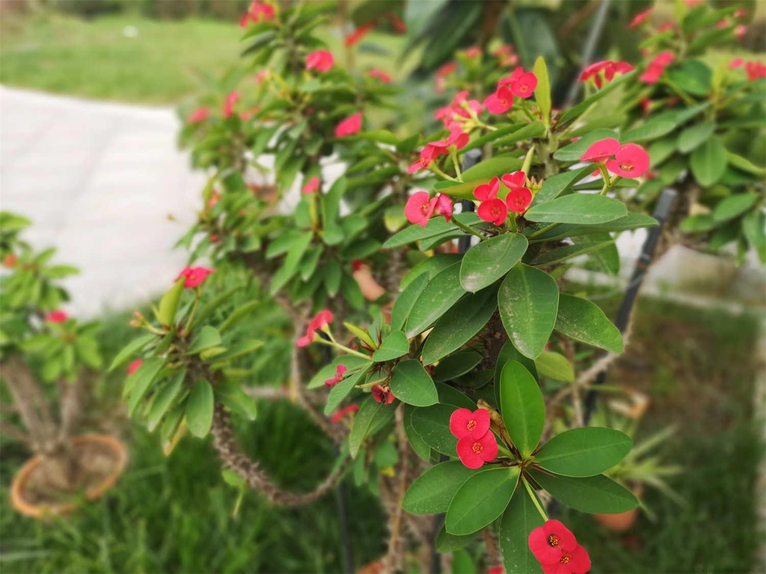 刺梅怎样养才能开花多