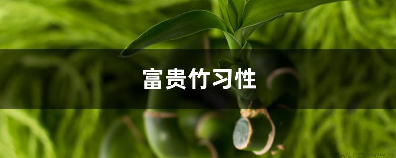 富贵竹习性