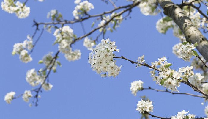 梨花是什么季节开的