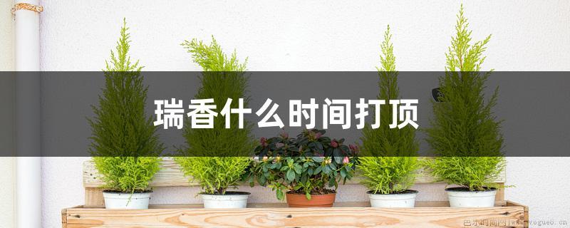 瑞香什么时间打顶