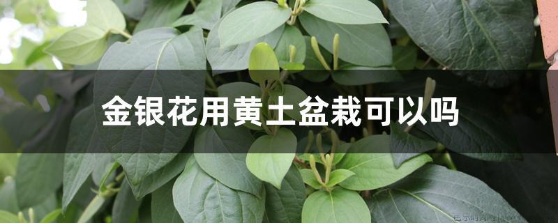 金银花用黄土盆栽可以吗