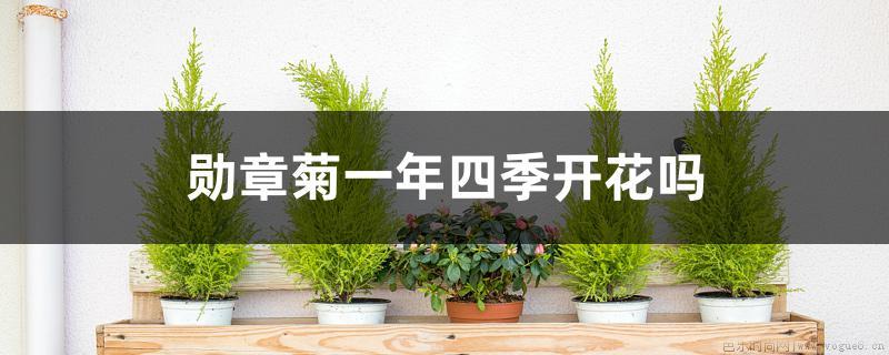 勋章菊一年四季开花吗