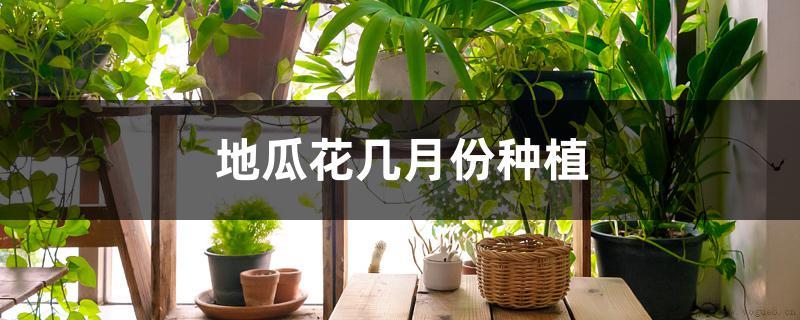 地瓜花几月份种植