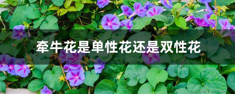 牵牛花是单性花还是双性花