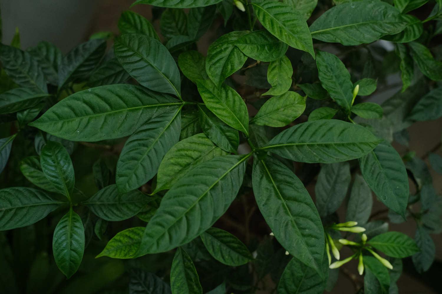 狗牙花掉花苞怎么解决，为什么花苞都掉了