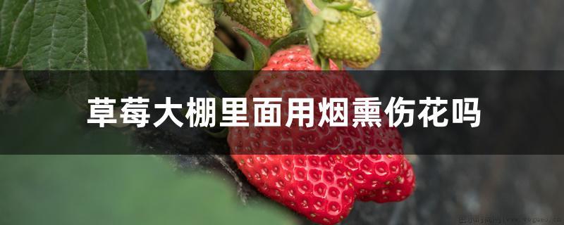 草莓大棚里面用烟熏伤花吗