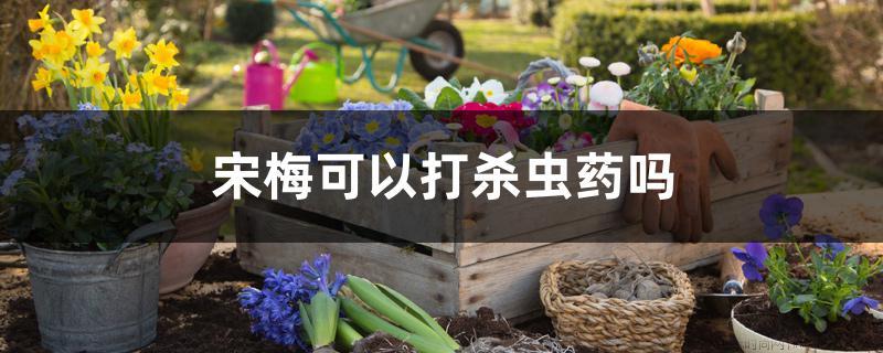 宋梅可以打杀虫药吗