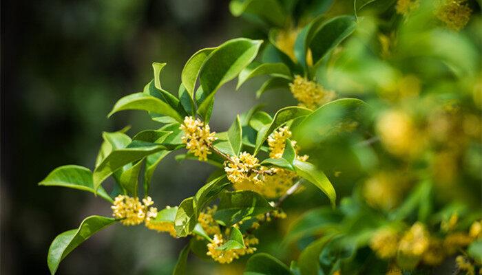 家里为什么不能种桂花