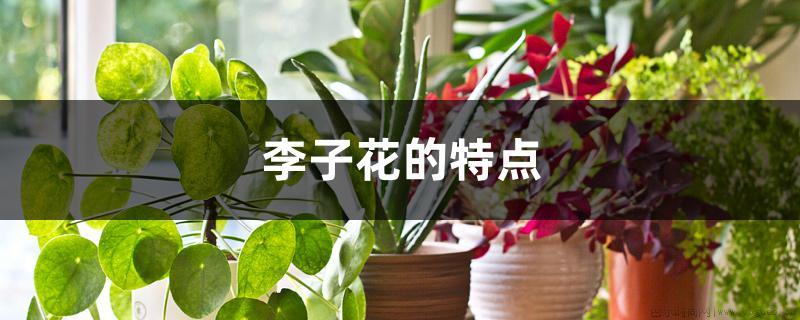 李子花的特点