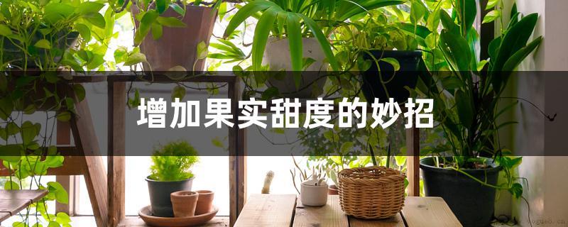 增加果实甜度的妙招