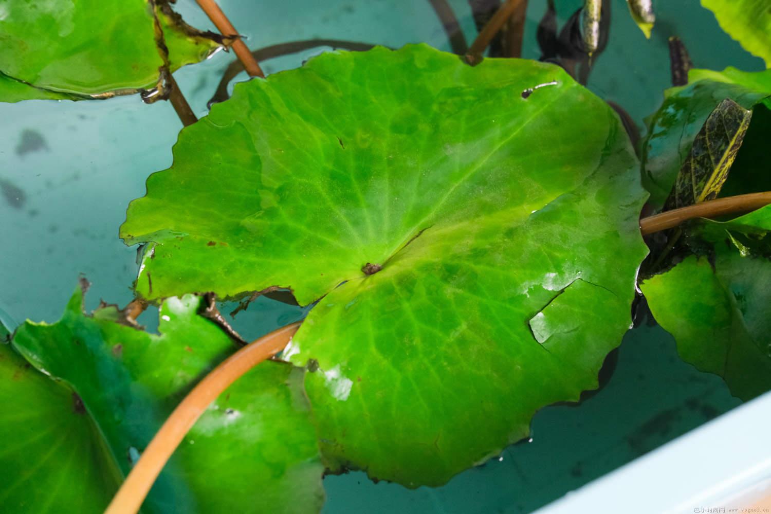 睡莲盆里有线虫怎么办，还有什么常见的虫害