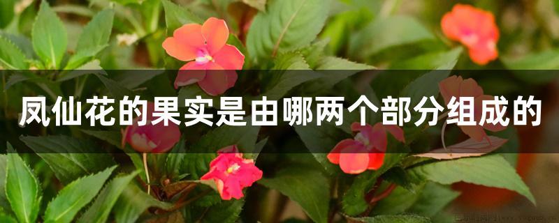 凤仙花的果实是由哪两个部分组成的