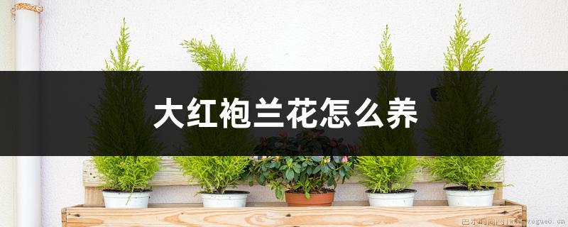 大红袍兰花怎么养